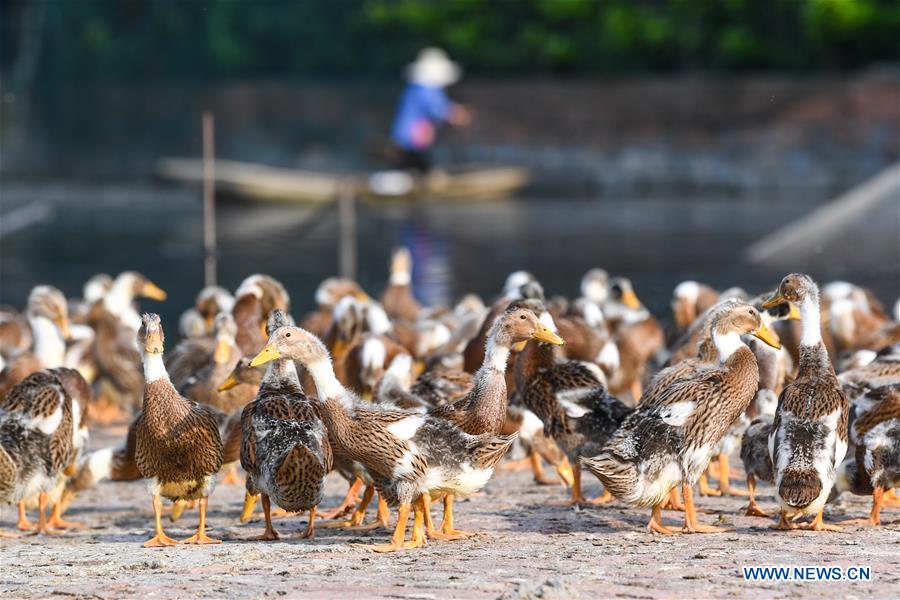 CHINA-JIANGSU-GAOYOU-DUCK EGG-INDUSTRY (CN)