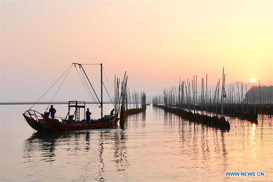 CHINA-FUJIAN-XIAPU-KELP-HARVEST (CN)