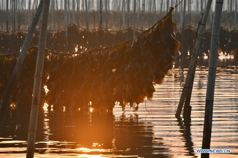 CHINA-FUJIAN-XIAPU-KELP-HARVEST (CN)