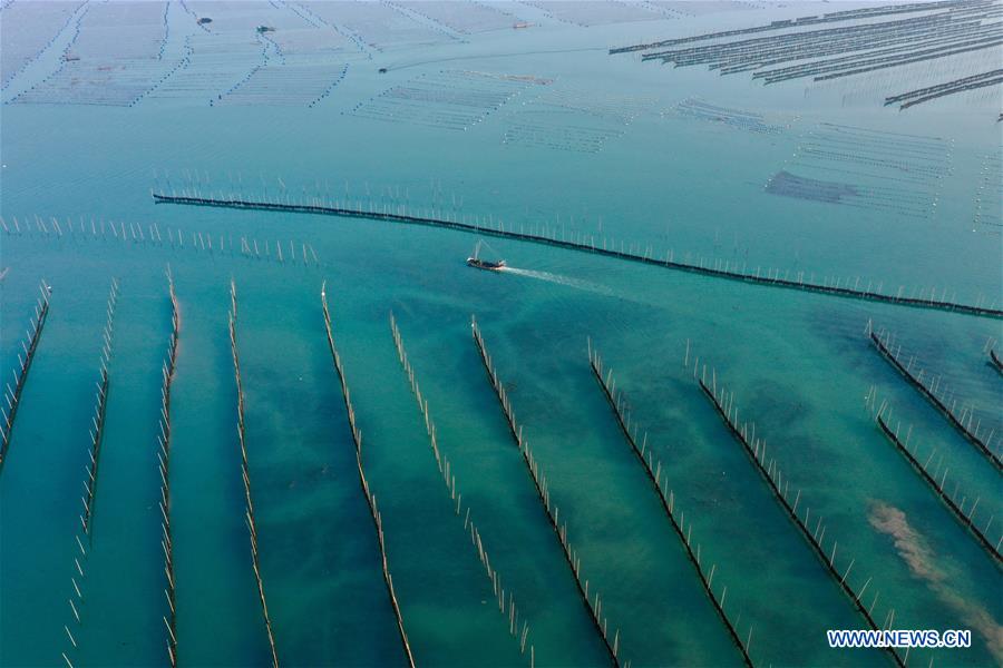 CHINA-FUJIAN-XIAPU-KELP-HARVEST (CN)