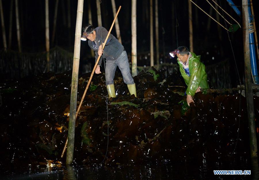 CHINA-FUJIAN-XIAPU-KELP-HARVEST (CN)