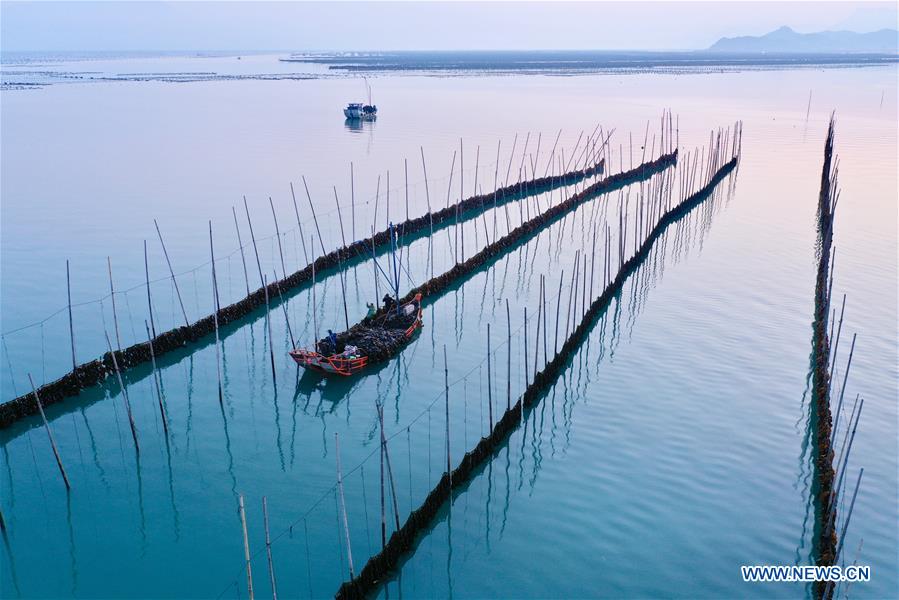 CHINA-FUJIAN-XIAPU-KELP-HARVEST (CN)