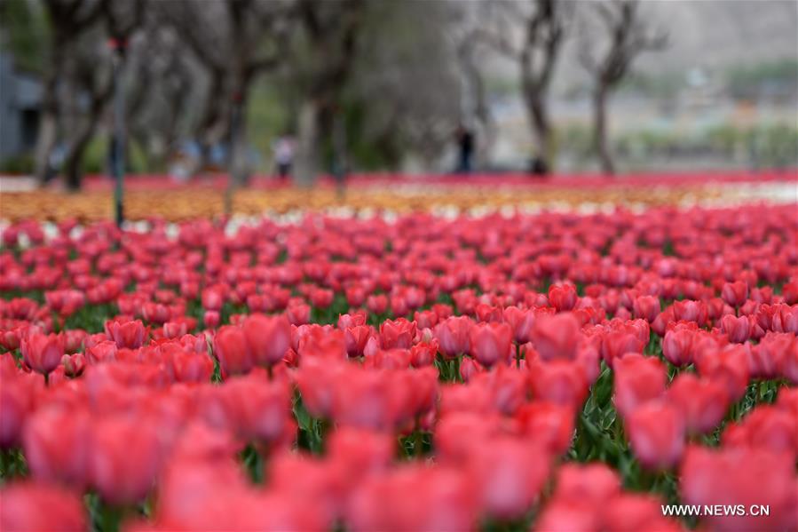 CHINA-GANSU-YONGJING-TULIPS (CN)