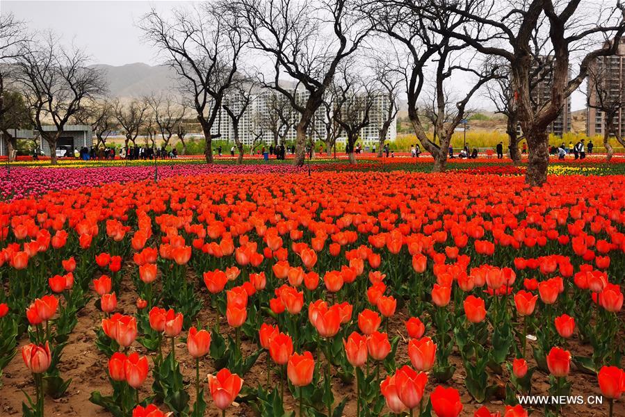 CHINA-GANSU-YONGJING-TULIPS (CN)