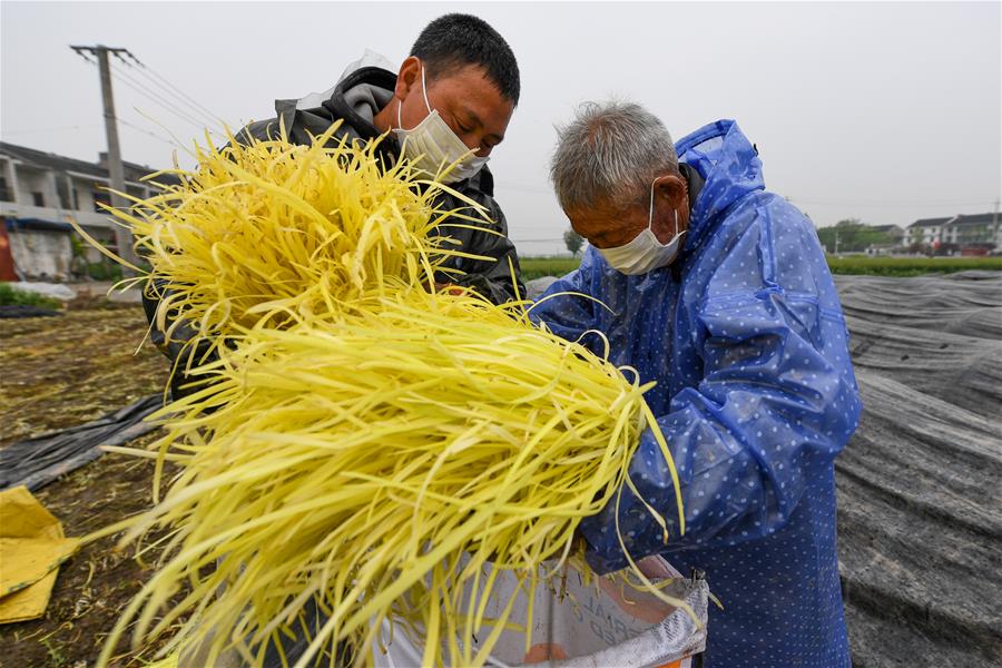 CHINA-JIANGSU-FARMWORK (CN)