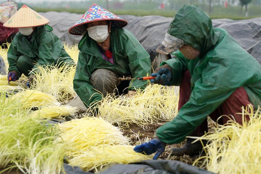 CHINA-JIANGSU-FARMWORK (CN)