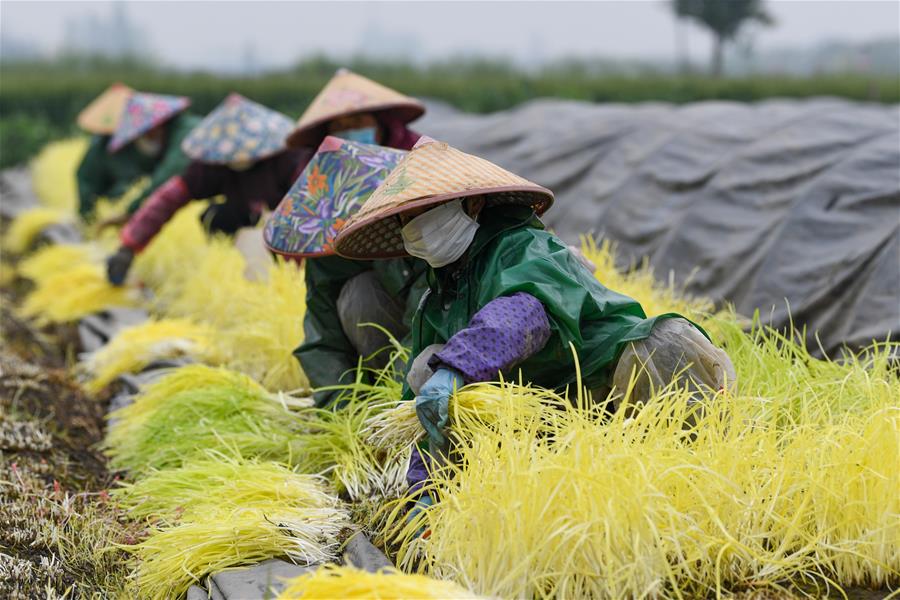 CHINA-JIANGSU-FARMWORK (CN)