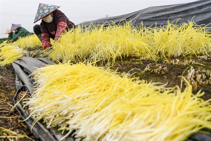 CHINA-JIANGSU-FARMWORK (CN)