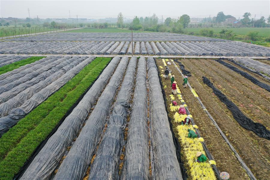 CHINA-JIANGSU-FARMWORK (CN)