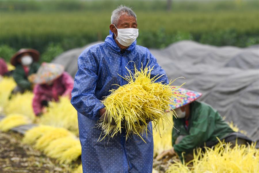 CHINA-JIANGSU-FARMWORK (CN)