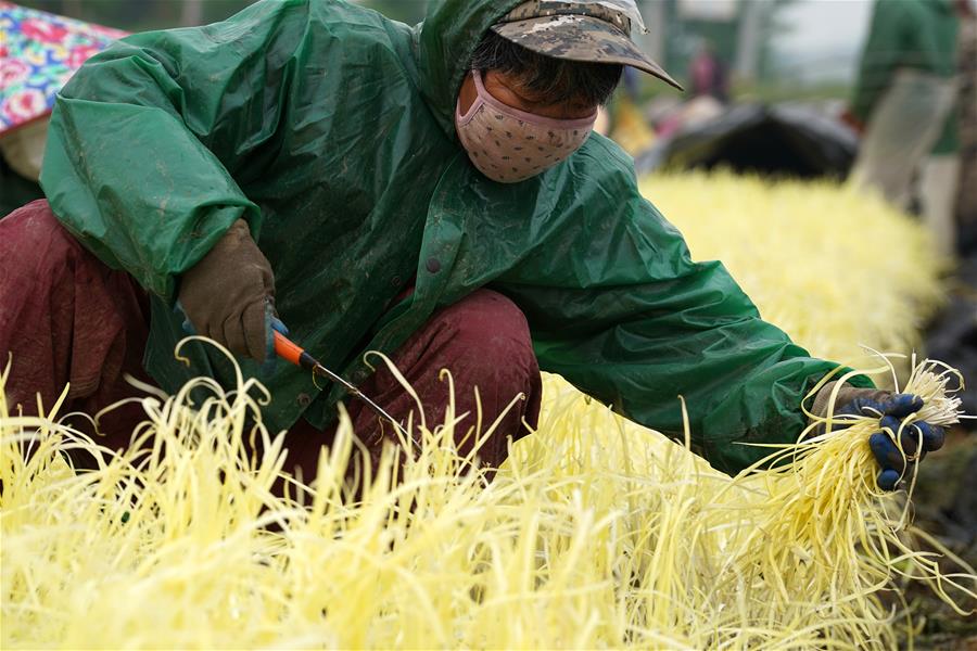 CHINA-JIANGSU-FARMWORK (CN)