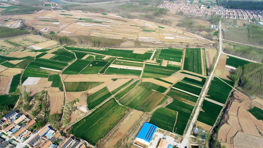 CHINA-SHANDONG-RIZHAO-FIELD-AERIAL VIEW (CN)