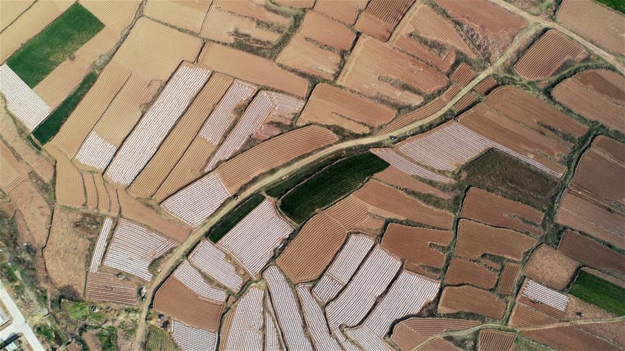 CHINA-SHANDONG-RIZHAO-FIELD-AERIAL VIEW (CN)