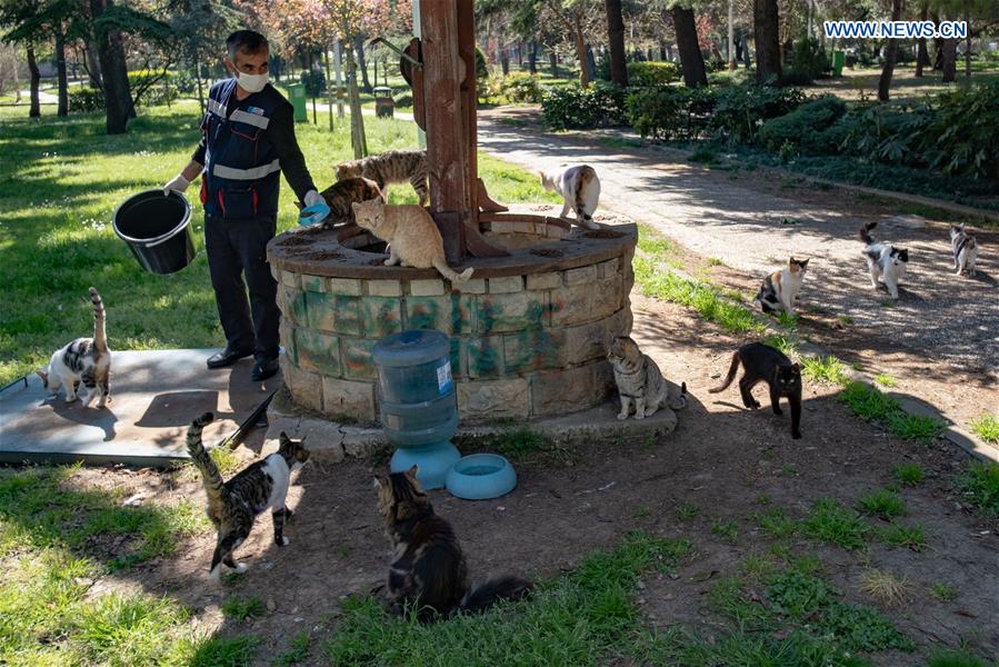 TURKEY-ISTANBUL-COVID-19-STRAY ANIMALS