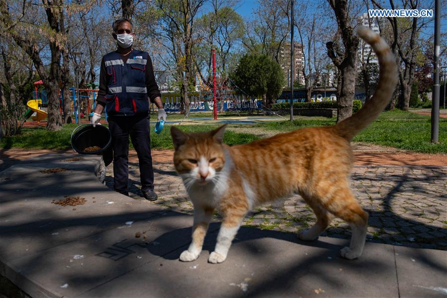 TURKEY-ISTANBUL-COVID-19-STRAY ANIMALS