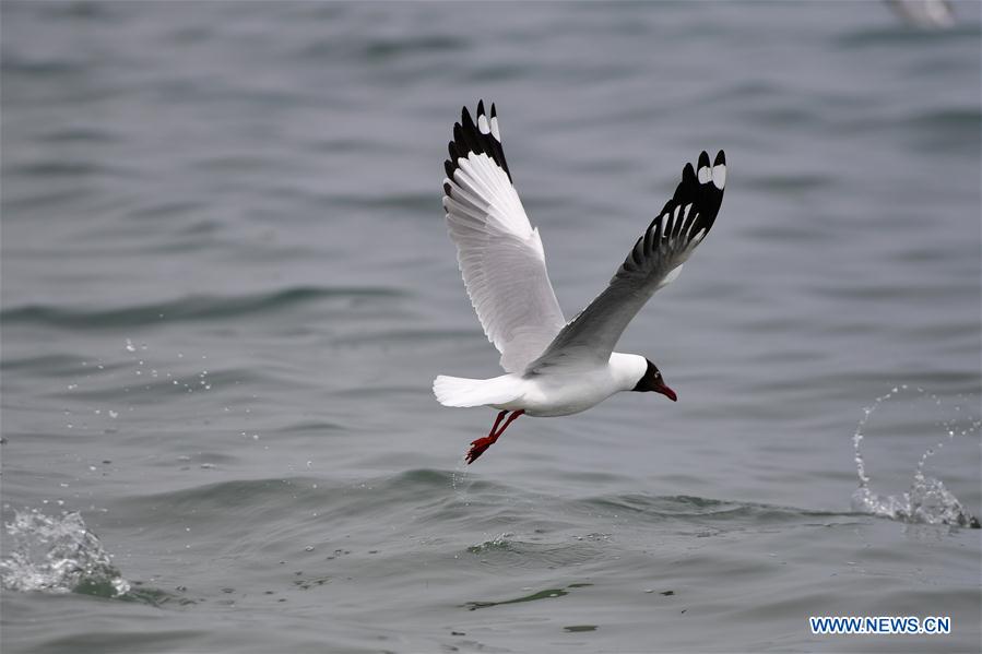 CHINA-QINGHAI LAKE-SPRING-SCENERY (CN)