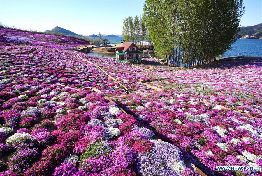 CHINA-HEBEI-SHIBAZAKURA-BLOSSOM (CN)