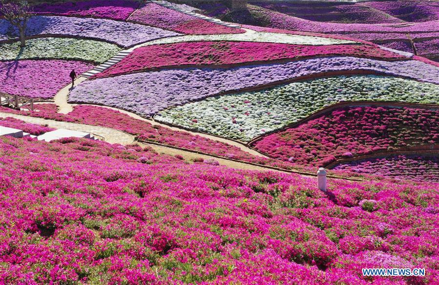 CHINA-HEBEI-SHIBAZAKURA-BLOSSOM (CN)