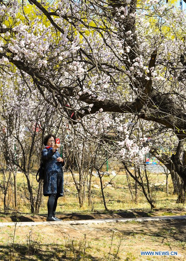 CHINA-INNER MONGOLIA-HOHHOT-SPRING SCENERY (CN)