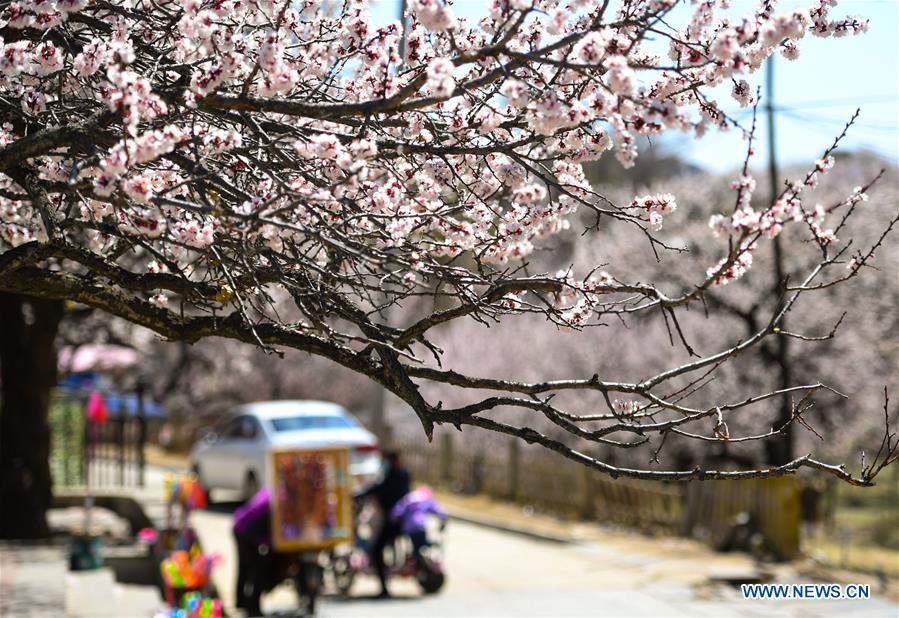 CHINA-INNER MONGOLIA-HOHHOT-SPRING SCENERY (CN)