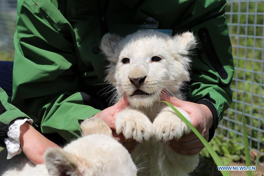 #CHINA-JIANGSU-NANTONG-WHITE LION CUBS (CN)