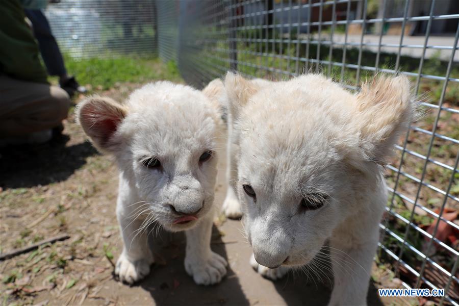 #CHINA-JIANGSU-NANTONG-WHITE LION CUBS (CN)