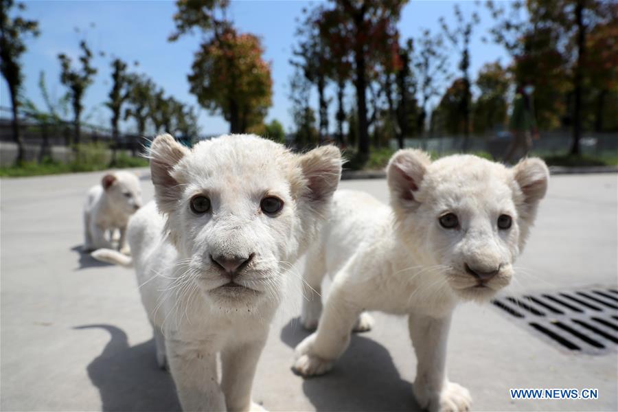 #CHINA-JIANGSU-NANTONG-WHITE LION CUBS (CN)