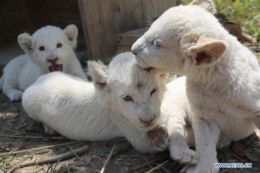 #CHINA-JIANGSU-NANTONG-WHITE LION CUBS (CN)