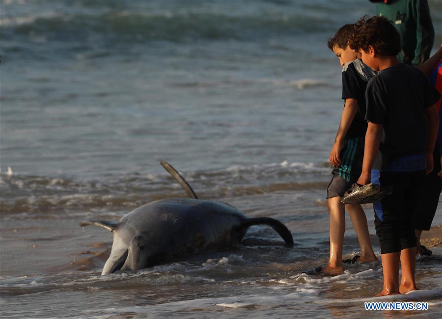 MIDEAST-GAZA-KHAN YOUNIS-DOLPHIN-DEATH