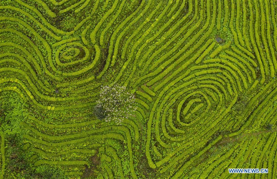 CHINA-SICHUAN-TEA PLANTATION-SCENERY (CN)