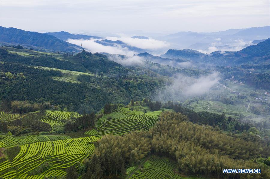 CHINA-SICHUAN-TEA PLANTATION-SCENERY (CN)