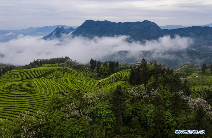 CHINA-SICHUAN-TEA PLANTATION-SCENERY (CN)