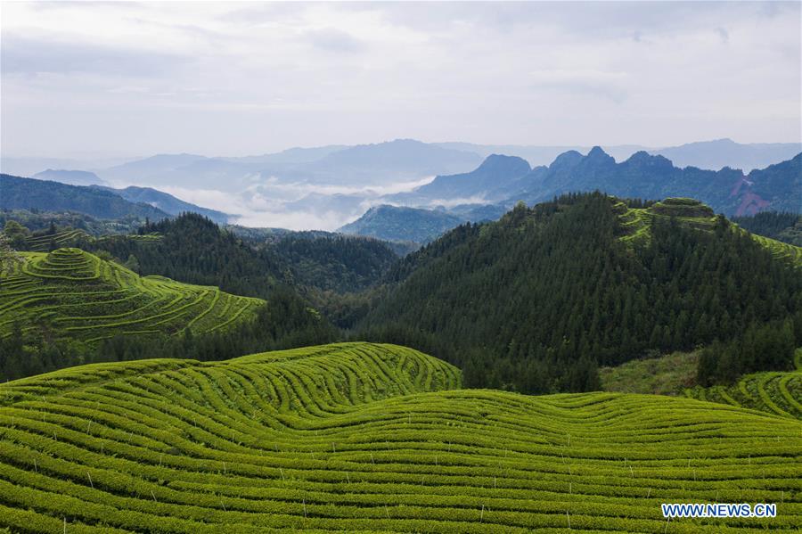 CHINA-SICHUAN-TEA PLANTATION-SCENERY (CN)