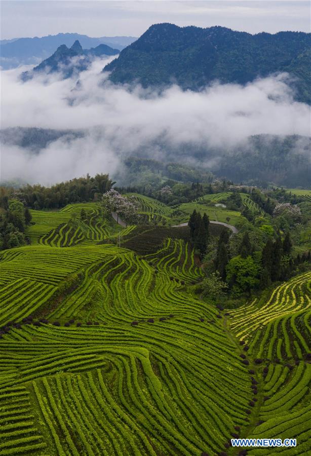 CHINA-SICHUAN-TEA PLANTATION-SCENERY (CN)