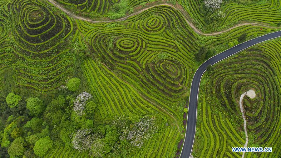 CHINA-SICHUAN-TEA PLANTATION-SCENERY (CN)