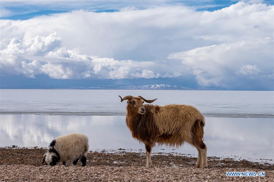 CHINA-TIBET-NAQU-SILING LAKE-SCENERY (CN)