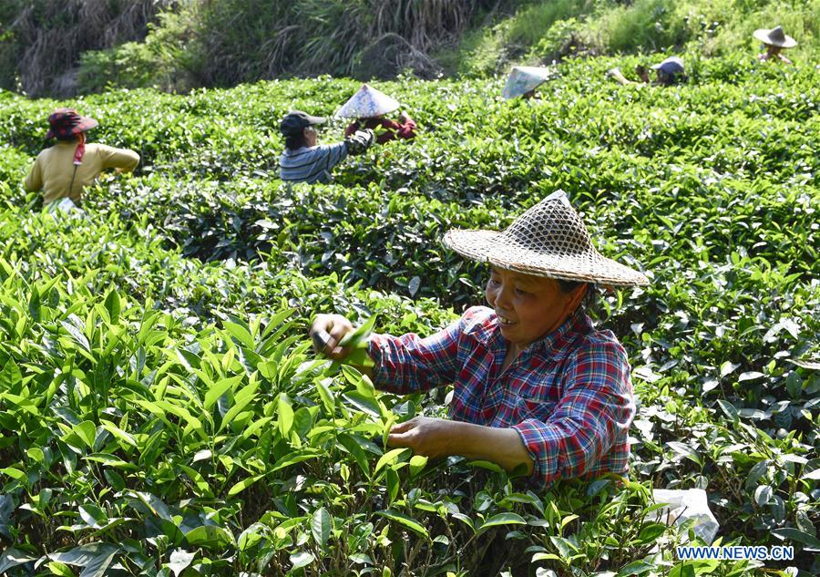 CHINA-FUJIAN-WUYISHAN-SPRING TEA (CN)