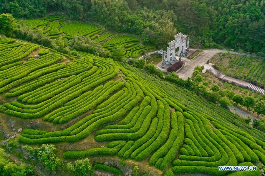 CHINA-FUJIAN-WUYISHAN-SPRING TEA (CN)