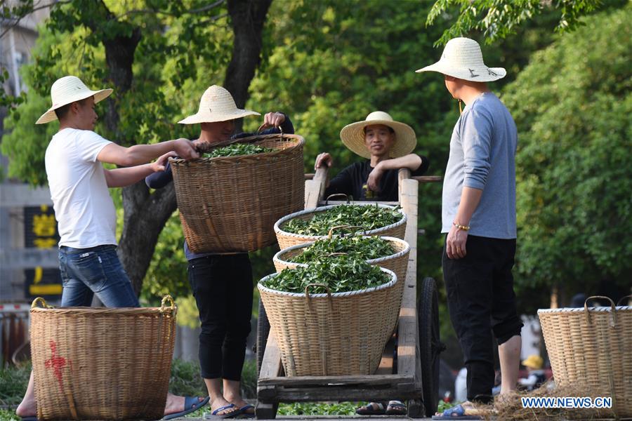 CHINA-FUJIAN-WUYISHAN-SPRING TEA (CN)