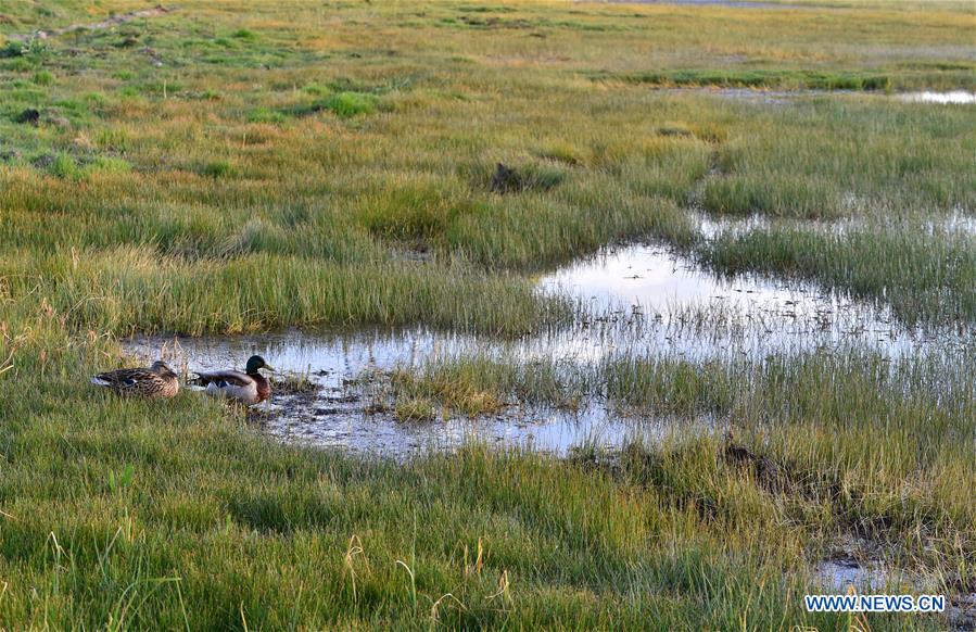 CHINA-TIBET-LHASA-LHALU WETLAND-SCENERY (CN)