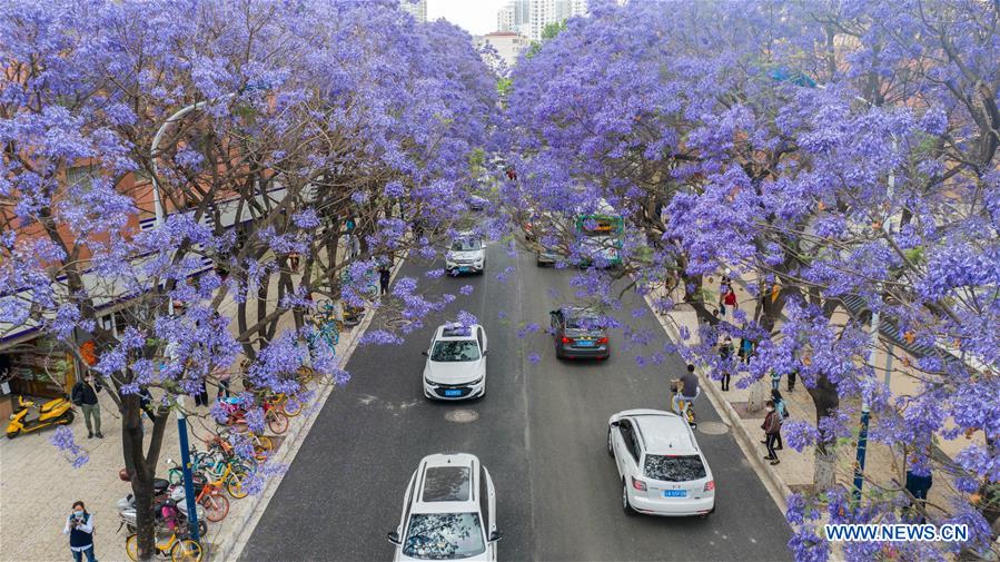 In Pics Blossoming Jacaranda Trees In Kunming City Xinhua English News Cn