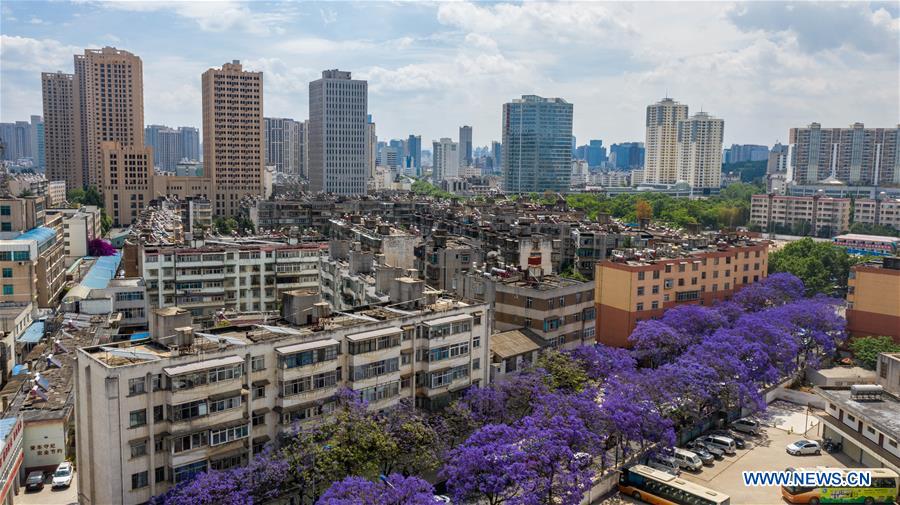 CHINA-YUNNAN-KUNMING-JACARANDA TREE-FLOWERING (CN)