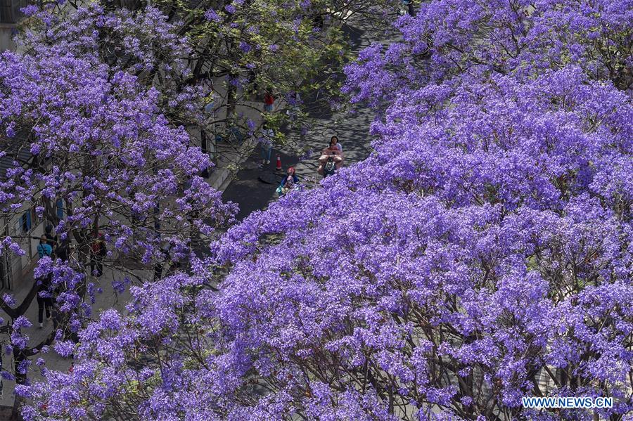 CHINA-YUNNAN-KUNMING-JACARANDA TREE-FLOWERING (CN)