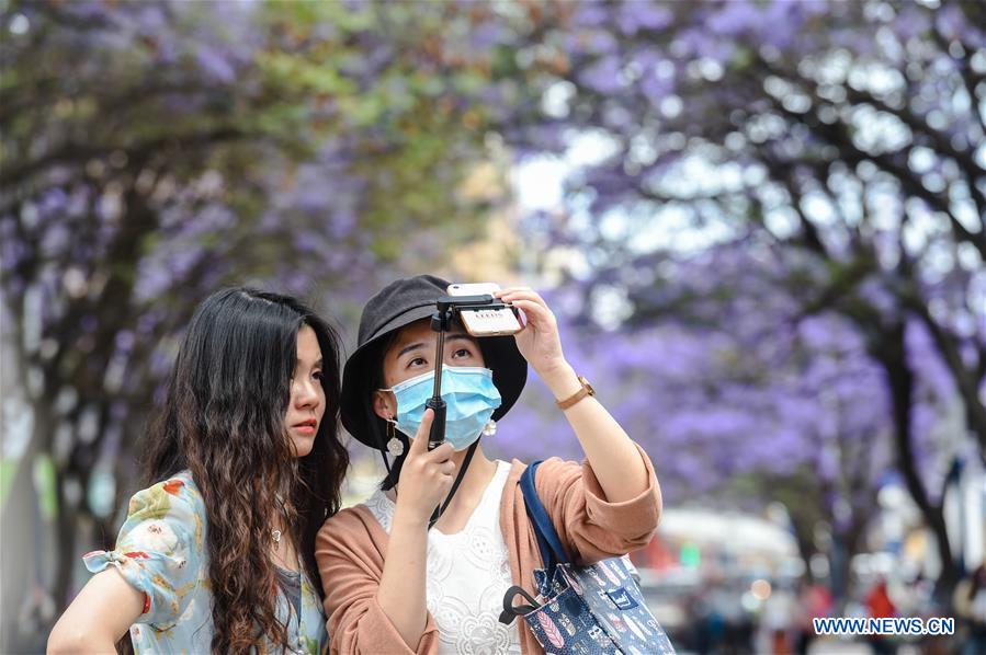 CHINA-YUNNAN-KUNMING-JACARANDA TREE-FLOWERING (CN)