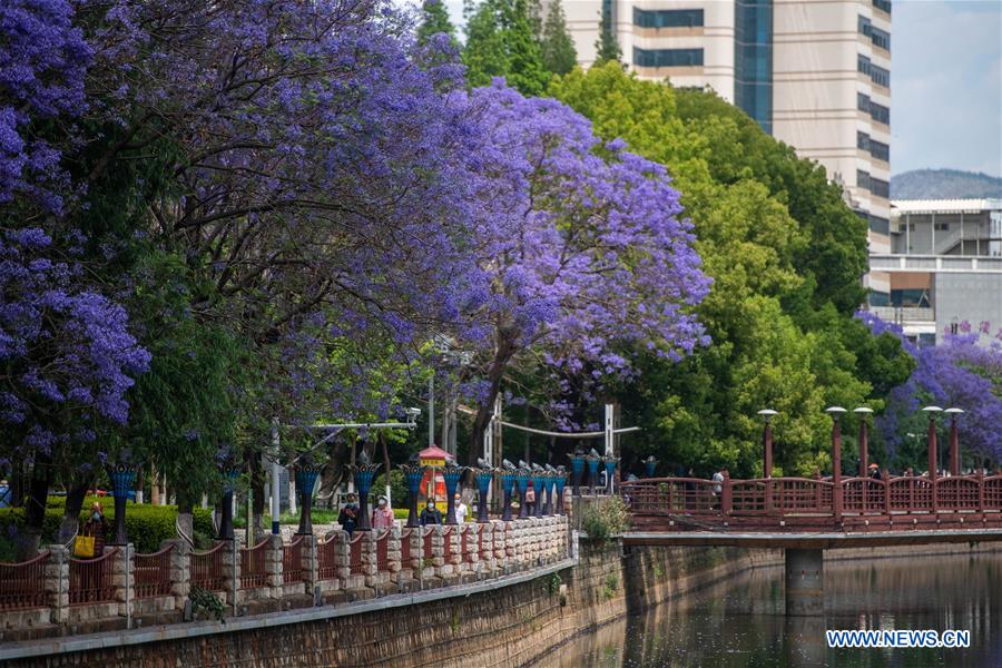 CHINA-YUNNAN-KUNMING-JACARANDA TREE-FLOWERING (CN)