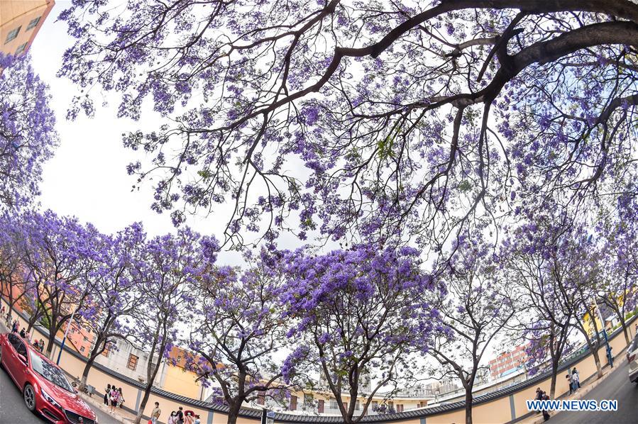 CHINA-YUNNAN-KUNMING-JACARANDA TREE-FLOWERING (CN)