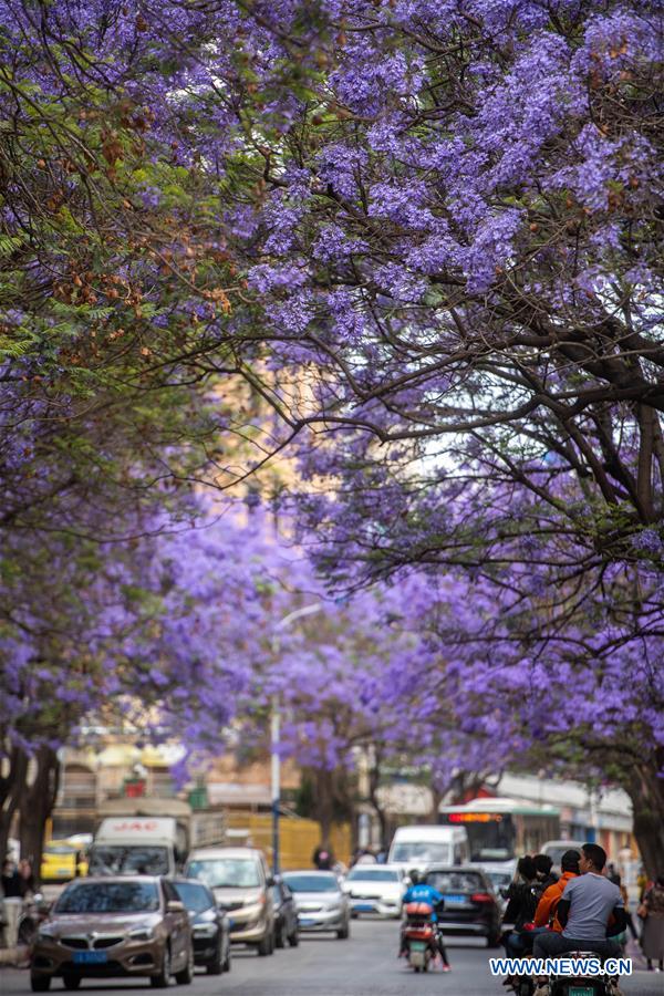 CHINA-YUNNAN-KUNMING-JACARANDA TREE-FLOWERING (CN)