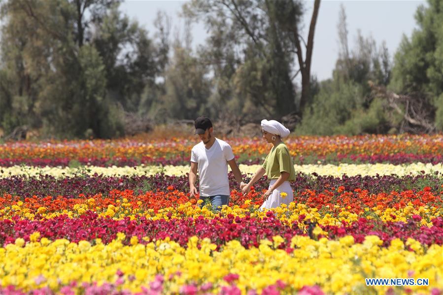 ISRAEL-NIR YITZHAK-SPRING-FLOWER FIELD