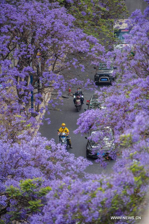 Jacaranda Trees Blossom In Kunming Yunnan Xinhua English News Cn