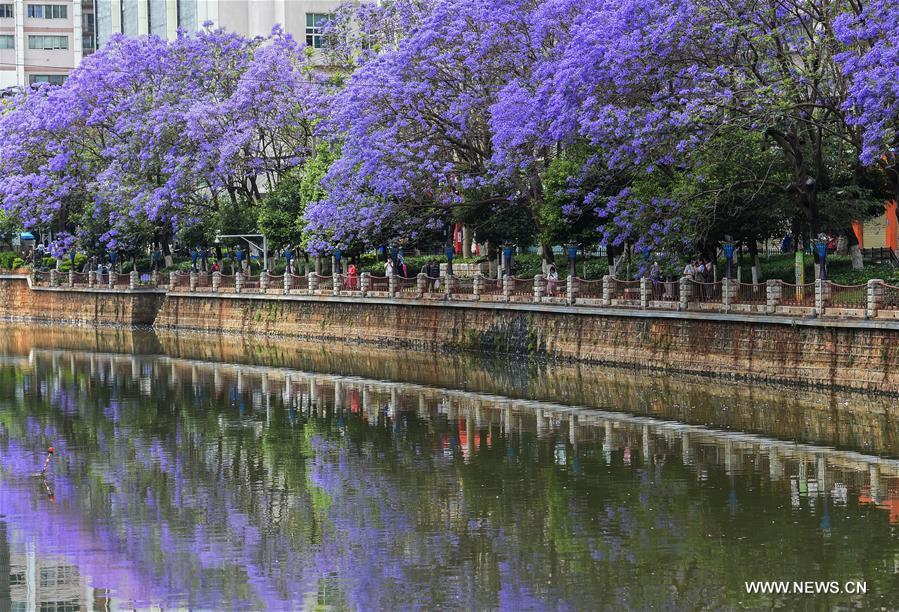 CINA-YUNNAN-KUNMING-JACARANDA ALBERO-FIORITURA (CN)